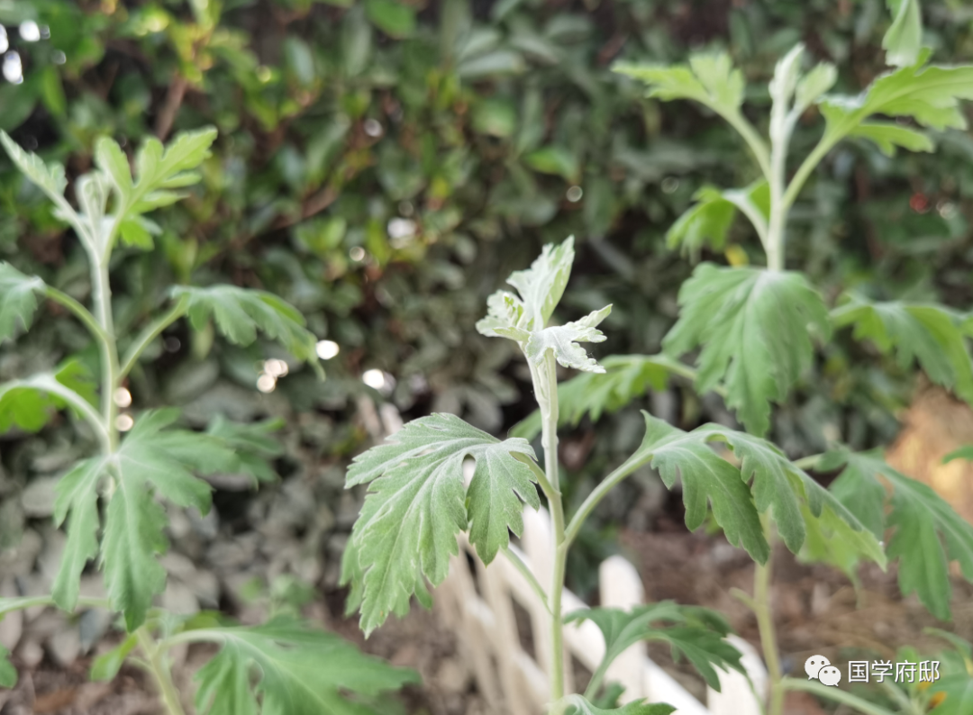 端午节的经典古诗推荐（端午诗词古句）