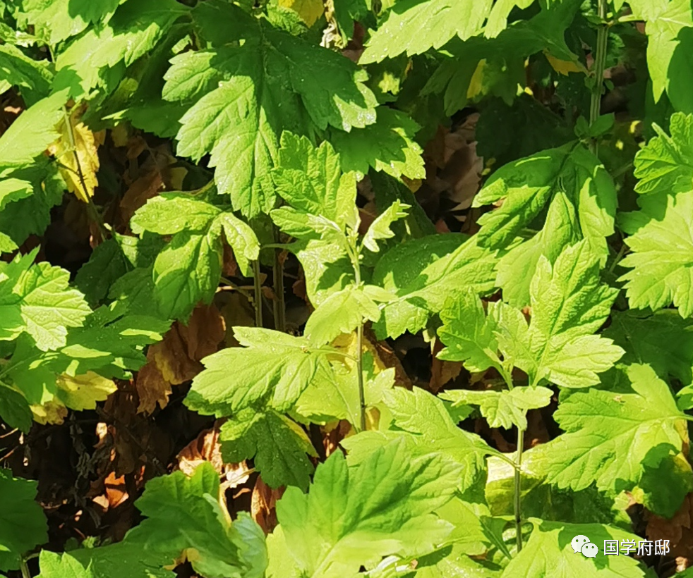 端午节的经典古诗推荐（端午诗词古句）