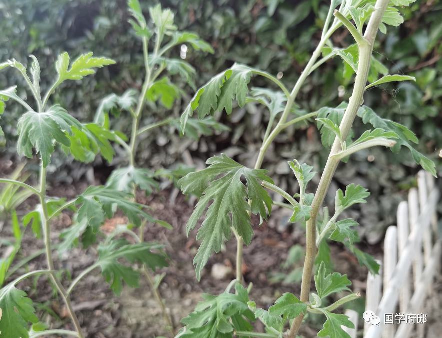 端午节的经典古诗推荐（端午诗词古句）