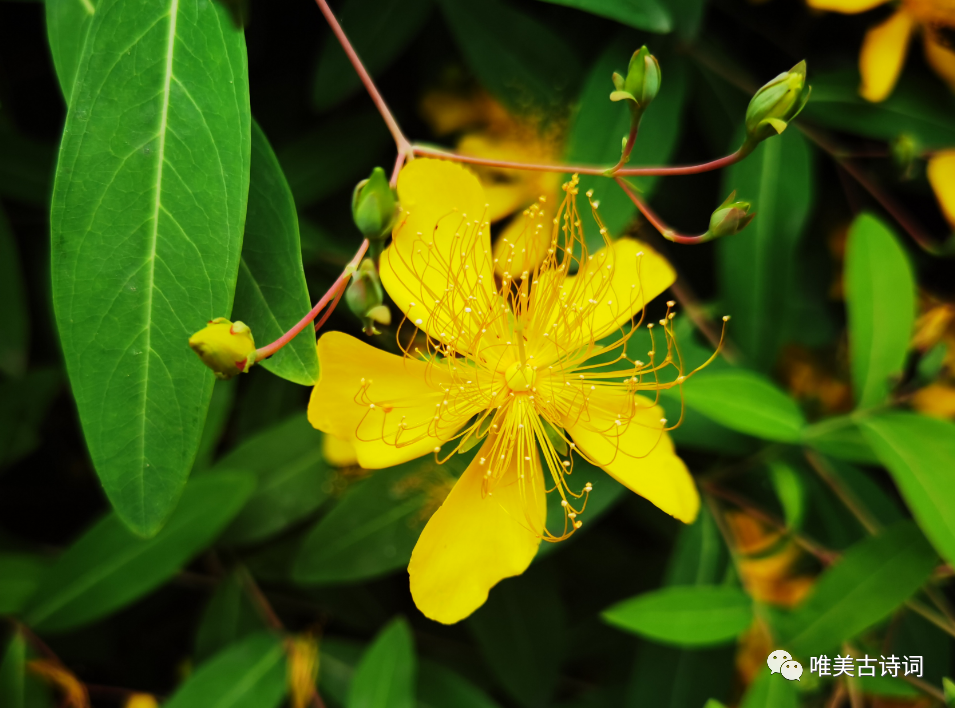 夏天诗句唯美古诗（优美的夏日诗词）