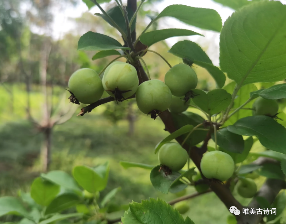 表达父爱如山的经典诗词（感恩父亲诗词）