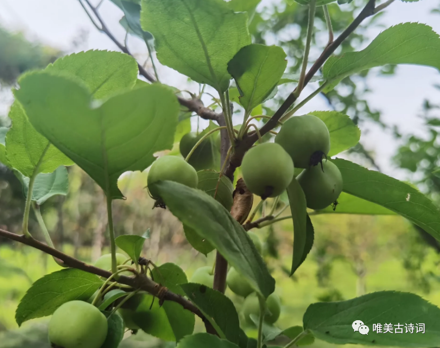 表达父爱如山的经典诗词（感恩父亲诗词）