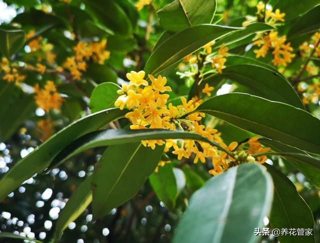 赞美桂花的古诗词（20首咏桂花诗词）