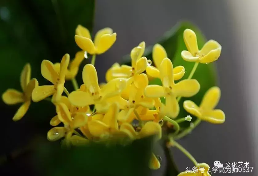 描写桂花的古诗词赏析（八月桂花诗词名句）