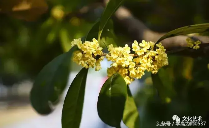 描写桂花的古诗词赏析（八月桂花诗词名句）