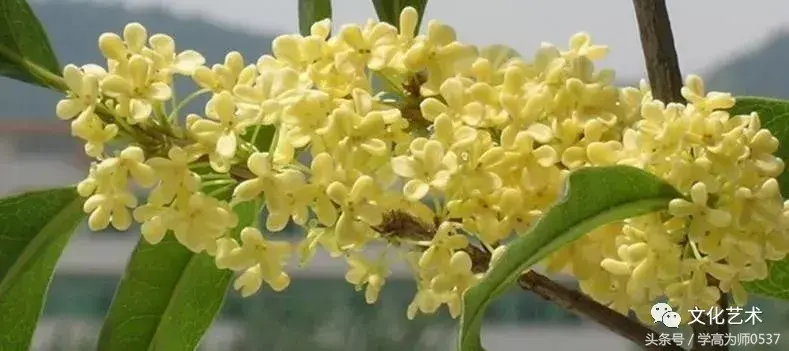 描写桂花的古诗词赏析（八月桂花诗词名句）