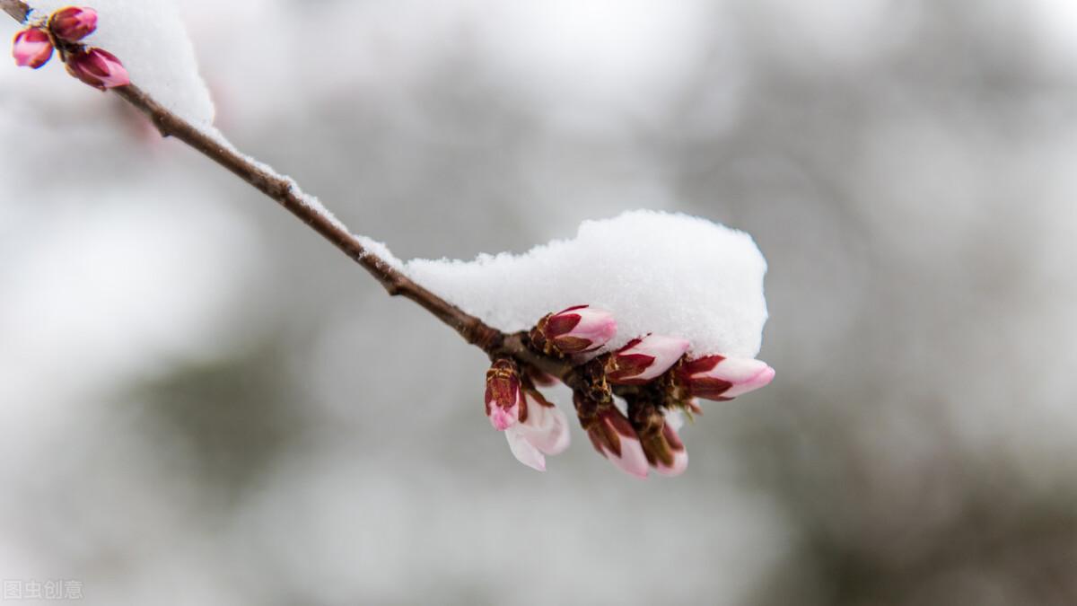 有关雪景的古诗词（白雪纷飞，天地苍茫）