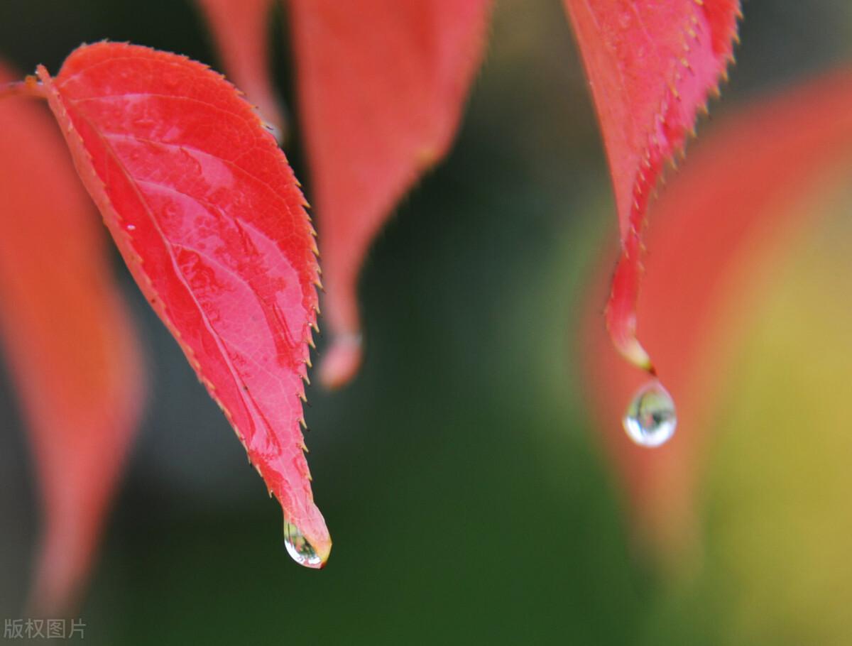 关于秋雨的优美古诗词（写秋雨的古诗词）