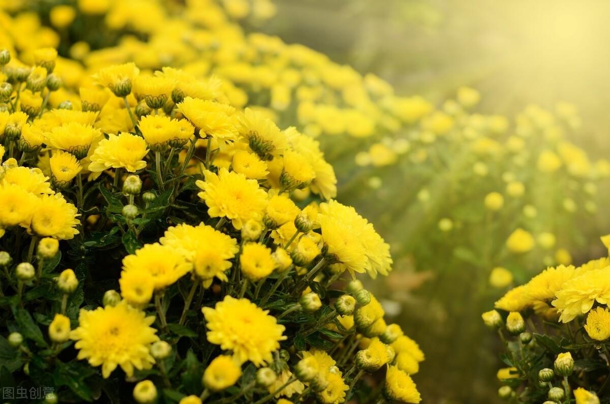 关于菊花的古诗词鉴赏（菊花的经典诗词）