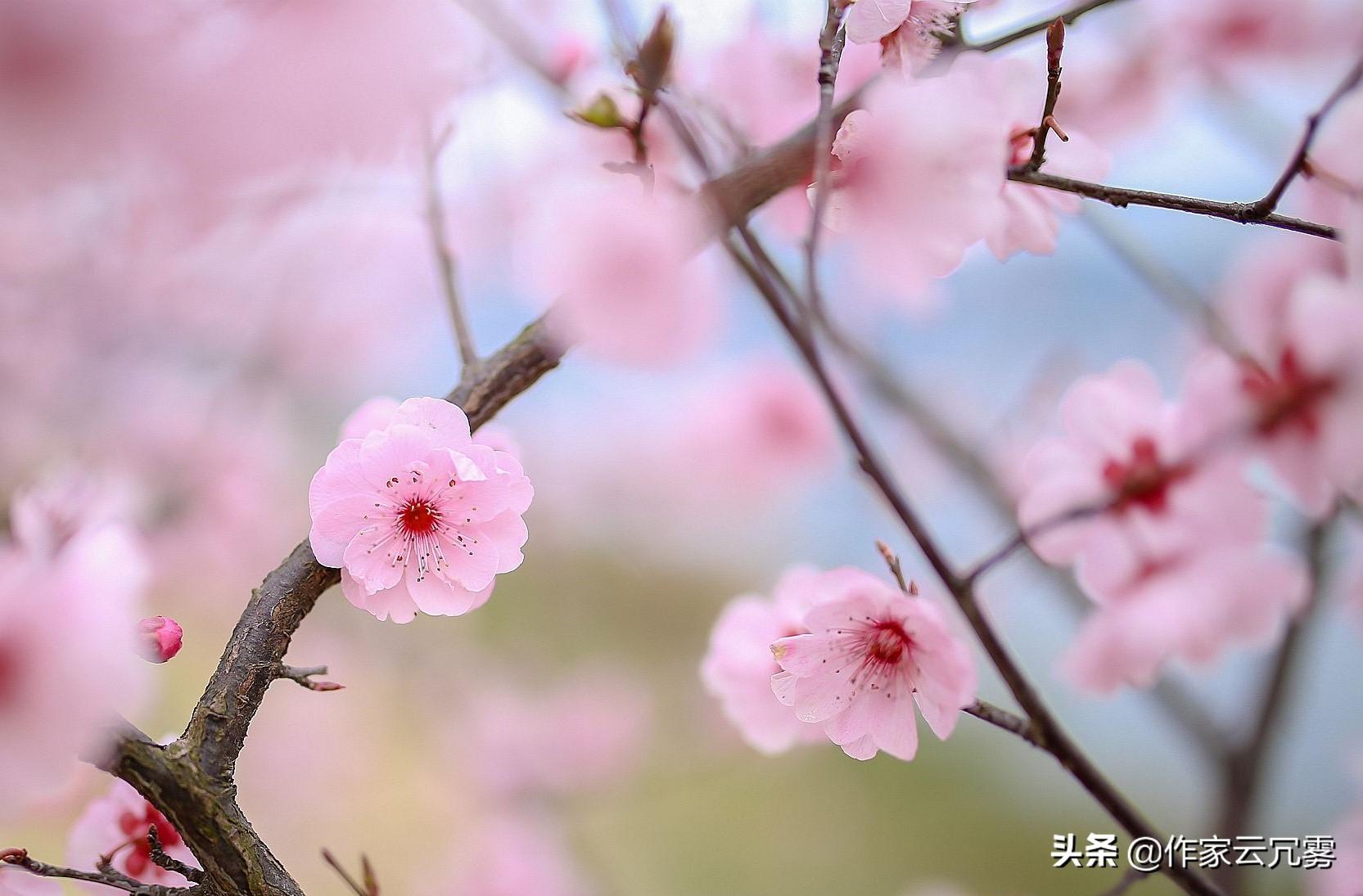 赞美枯木逢春人生感悟诗句（描写枯树的励志的句子）