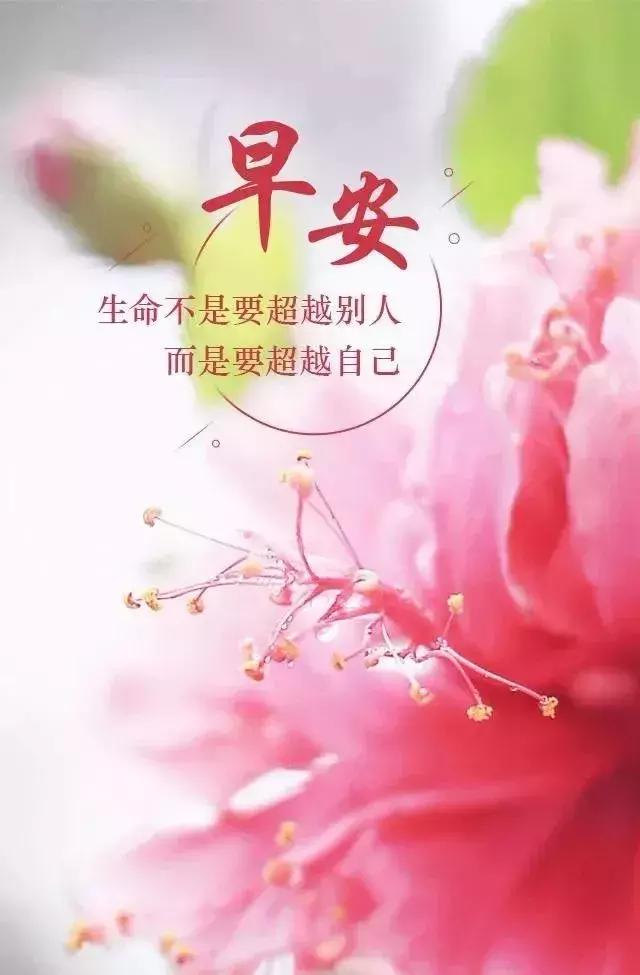 努力热爱生活的句子（星光不问赶路人，时光不负有心人）