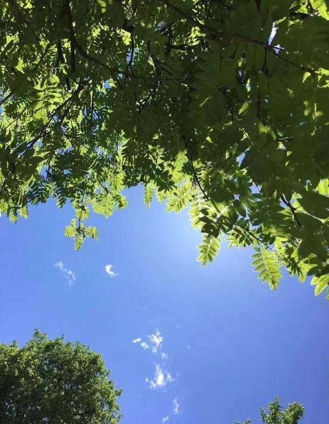 暑夏祝福语精选文案（盛夏问候语合集）