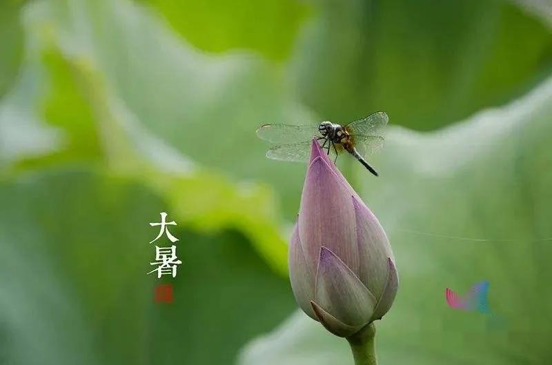 大暑节气优美祝福文案（大暑节气问候语选辑）