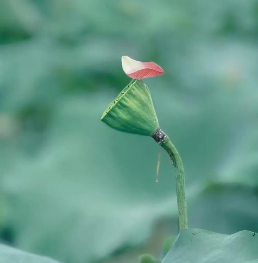 悟透人生的精短文案推荐（人生感悟精辟句子摘抄）