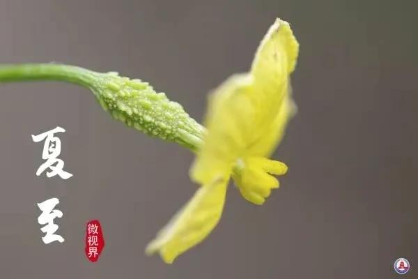 夏至祝福语文案(夏至已至，清新祝福带给你沁心凉意)