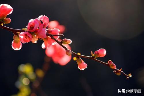 经典的海棠花诗词鉴赏（描写海棠花的诗句）