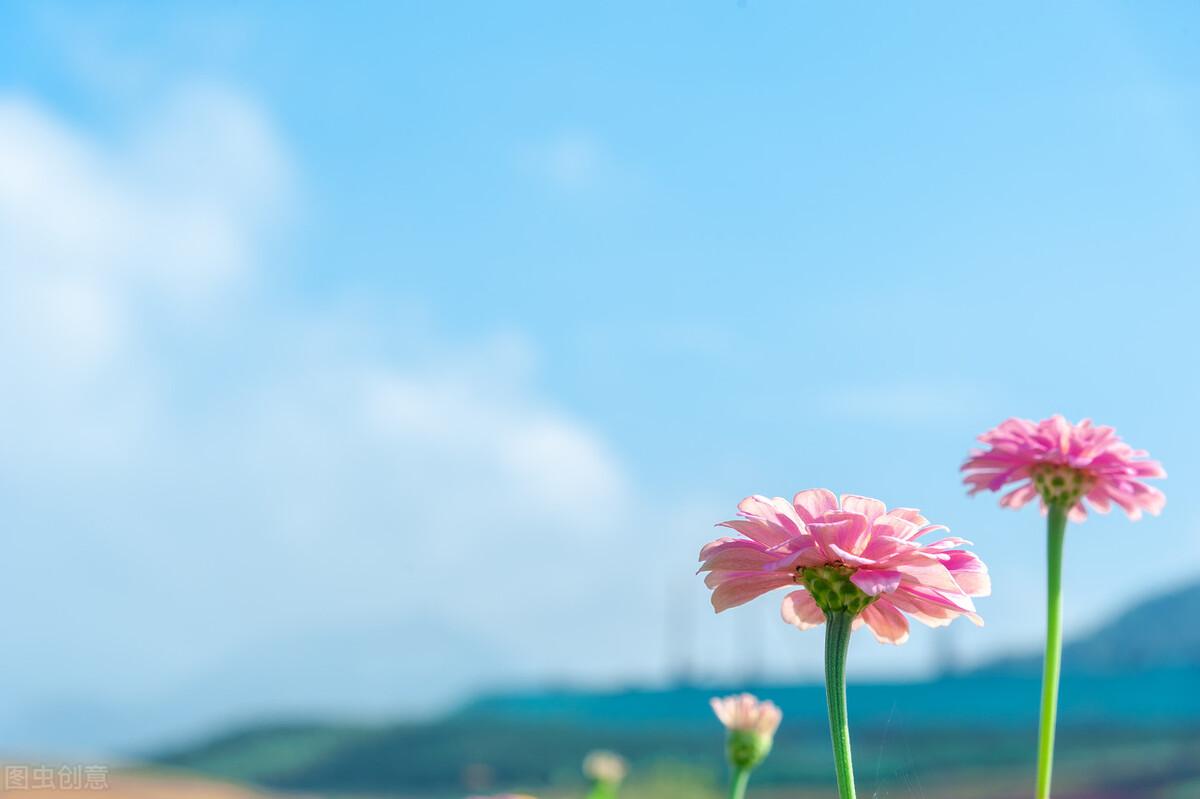 如花般灿烂美好的句子（20句如花般灿烂的唯美句子）