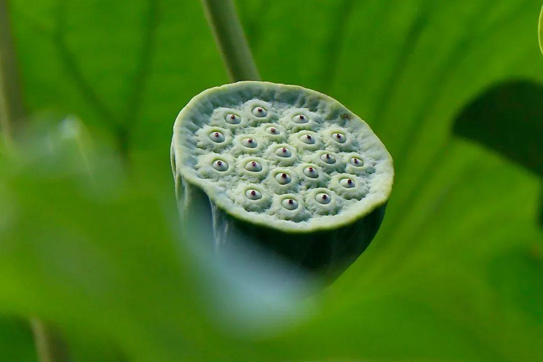 描写莲子的诗词有哪些（分享12首关于莲子的精美古诗词）