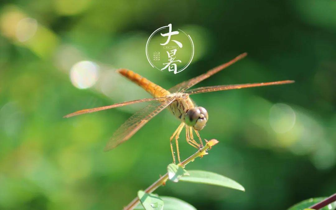 分享十首大暑节气的诗词（似有凉风拂面，清凉入心）