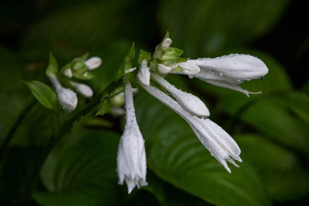 关于玉簪花的诗词鉴赏（江南第一花，玉簪花）