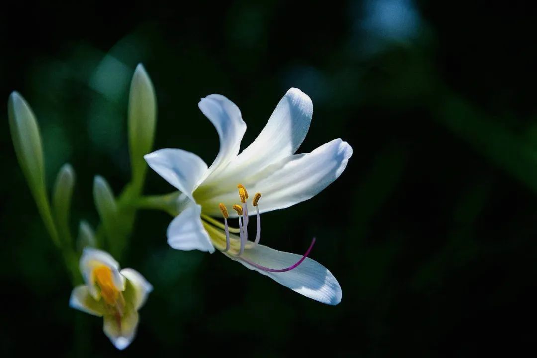 关于玉簪花的诗词鉴赏（江南第一花，玉簪花）