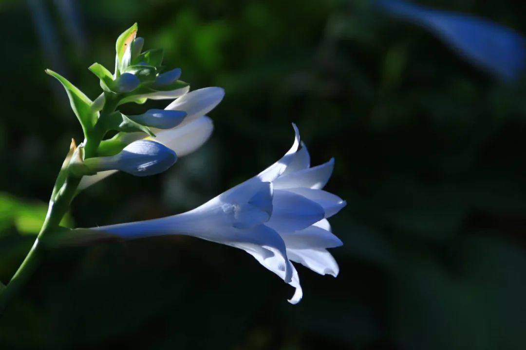 关于玉簪花的诗词鉴赏（江南第一花，玉簪花）