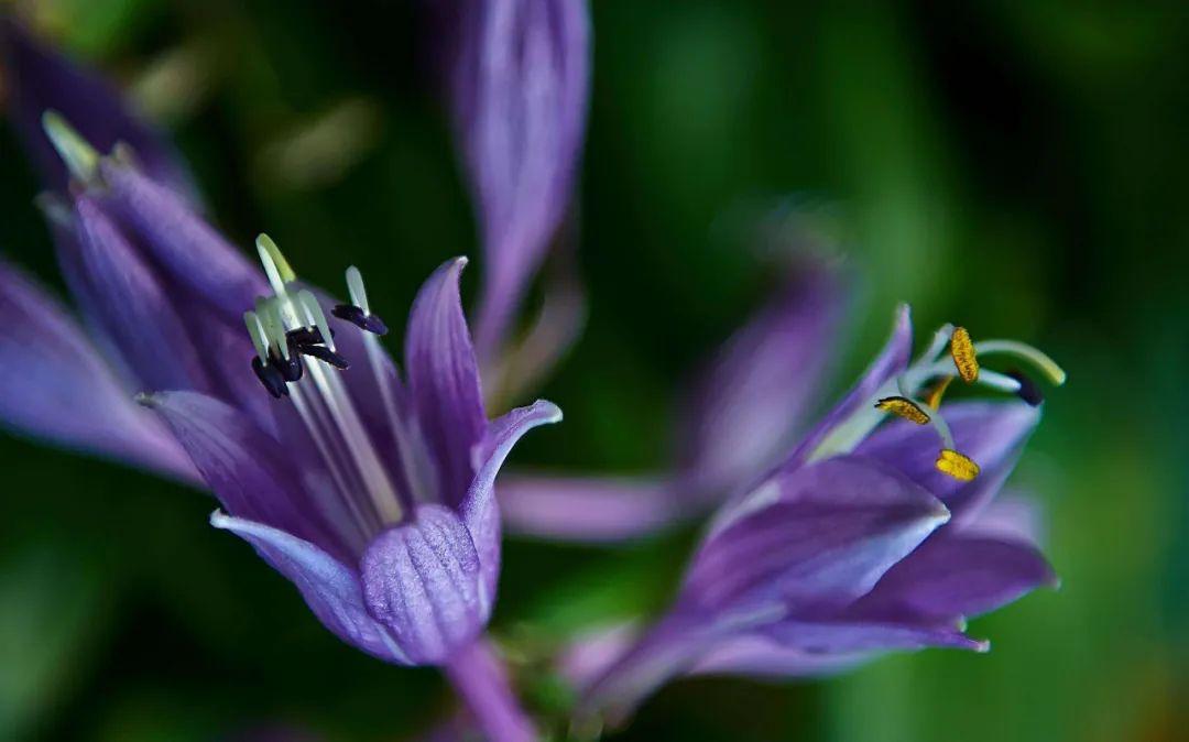 关于玉簪花的诗词鉴赏（江南第一花，玉簪花）