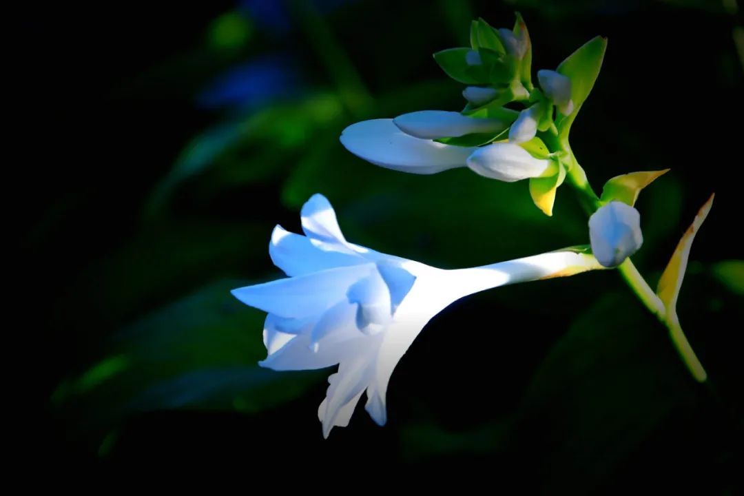 关于玉簪花的诗词鉴赏（江南第一花，玉簪花）