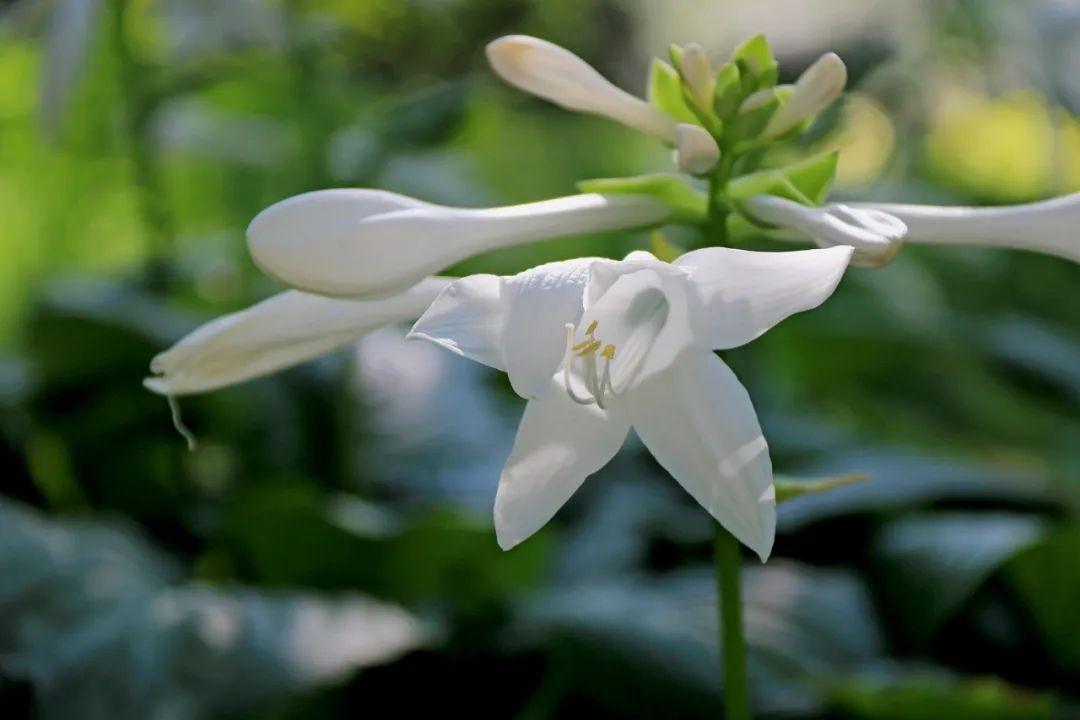 关于玉簪花的诗词鉴赏（江南第一花，玉簪花）