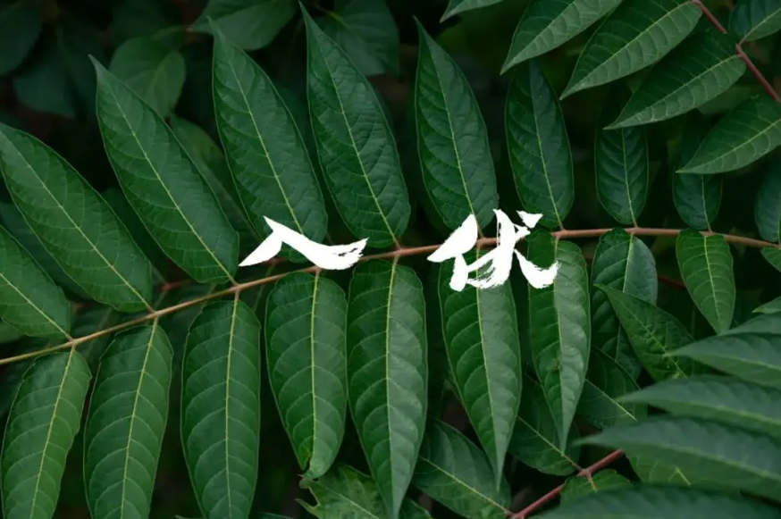 那些有关初伏的诗词（入伏的诗词鉴赏，愿你安然度夏）