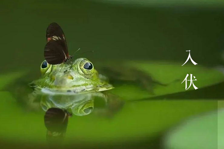 那些有关初伏的诗词（入伏的诗词鉴赏，愿你安然度夏）