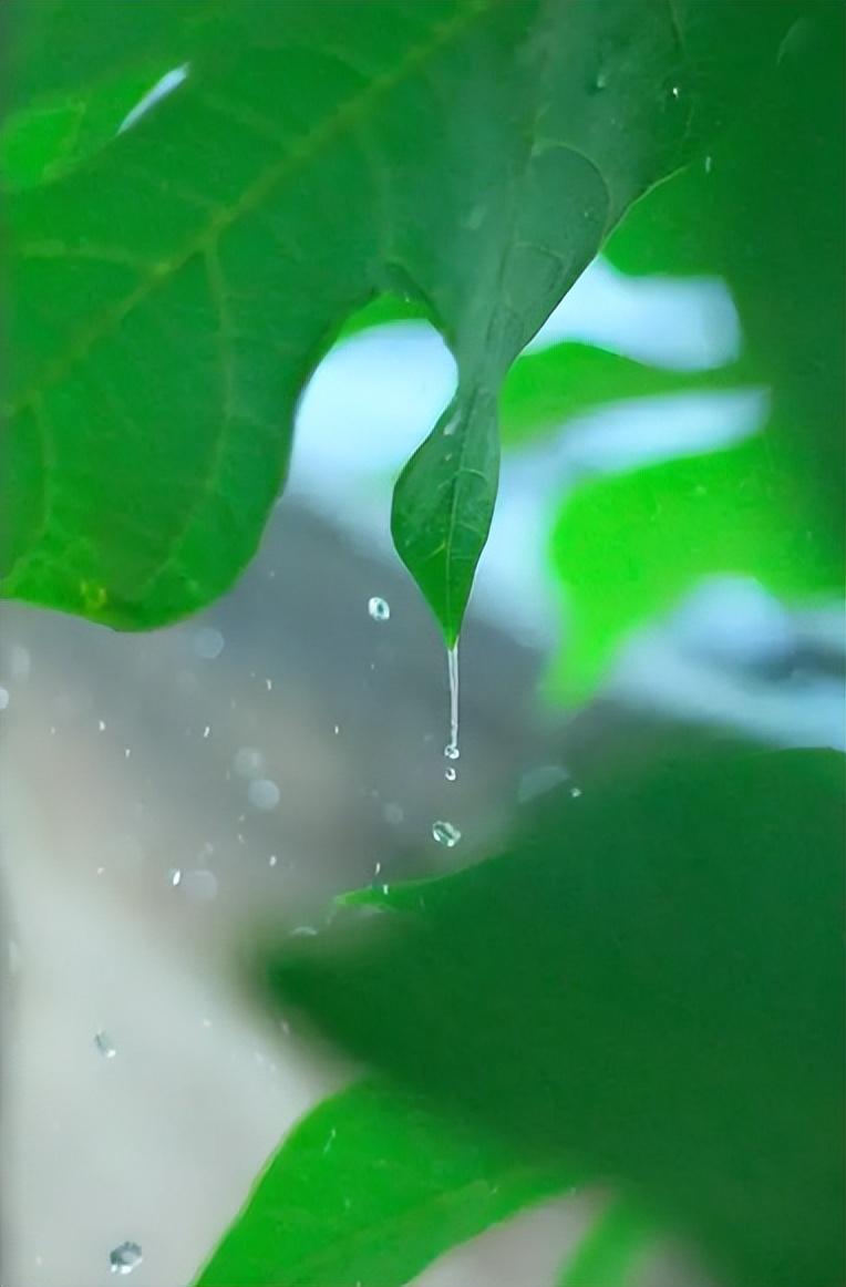 夏天听雨古诗词有哪些（分享十二首听雨的诗词）