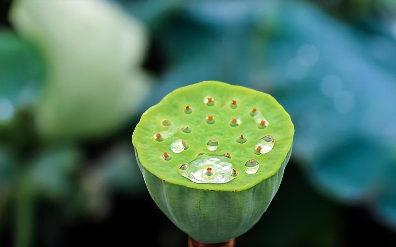 夏天听雨古诗词有哪些（分享十二首听雨的诗词）