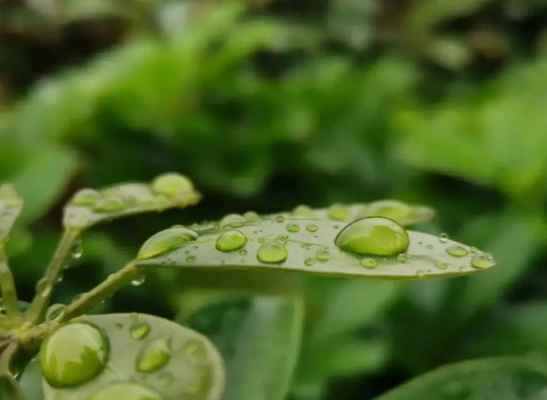 夏天听雨古诗词有哪些（分享十二首听雨的诗词）