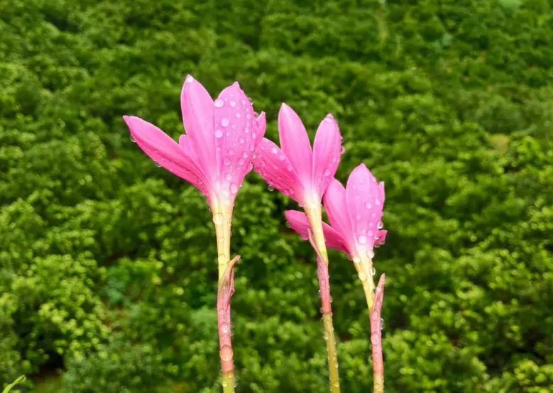 夏天听雨古诗词有哪些（分享十二首听雨的诗词）