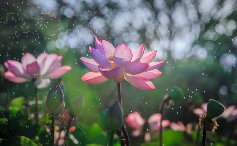 夏天听雨古诗词有哪些（分享十二首听雨的诗词）