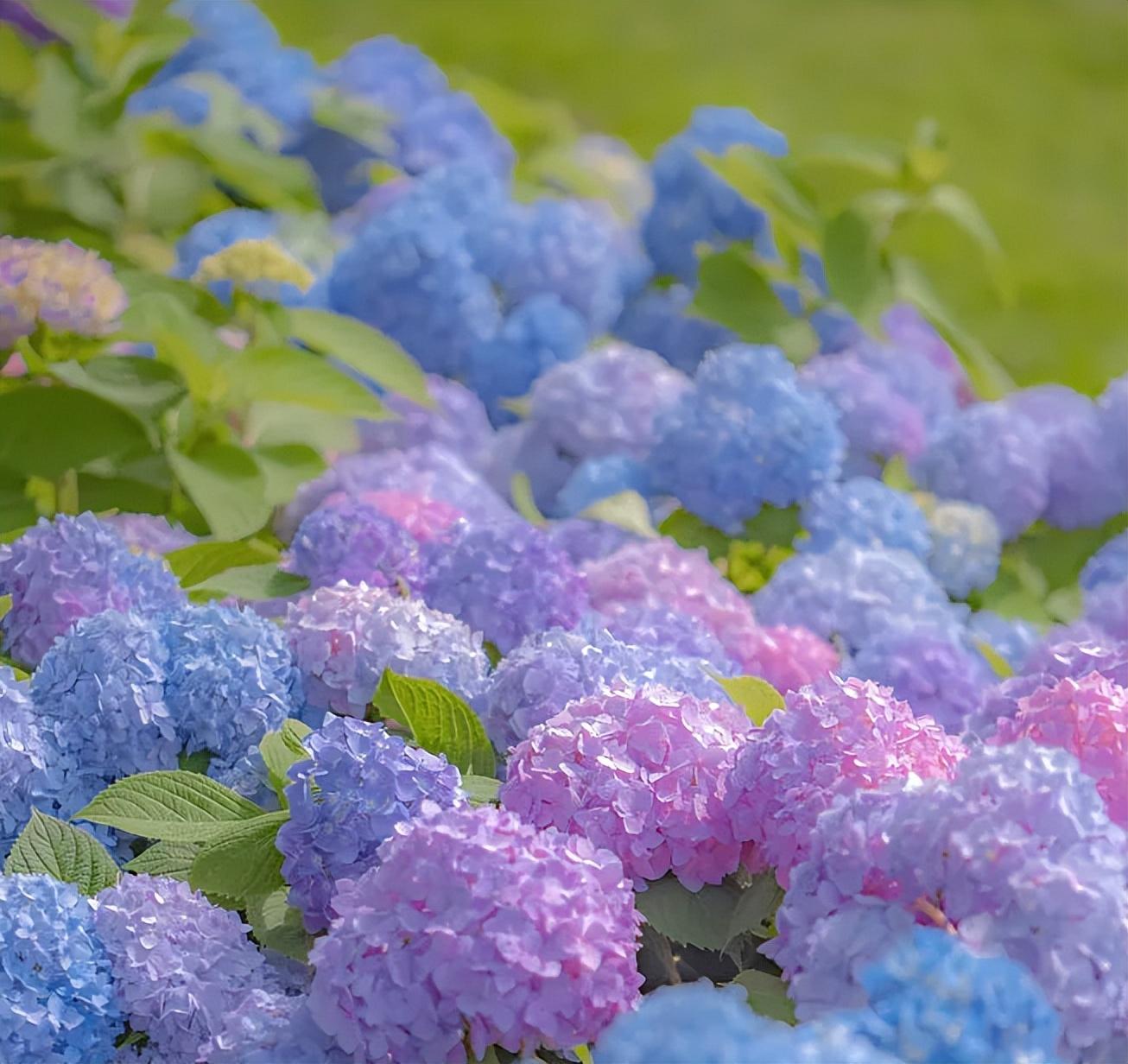 夏日午睡古诗大全（夏日午睡古诗赏析）