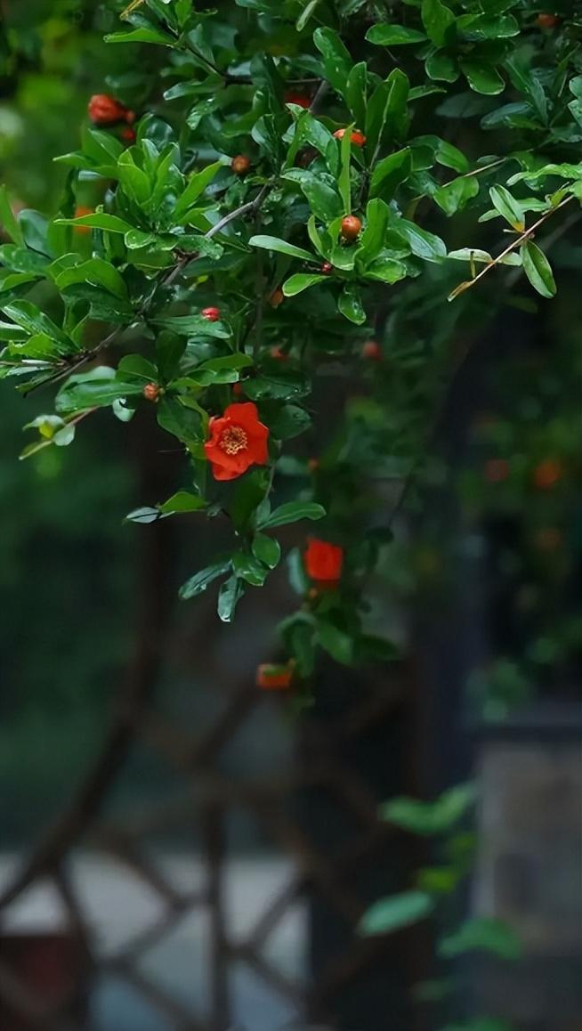 夏日午睡古诗大全（夏日午睡古诗赏析）