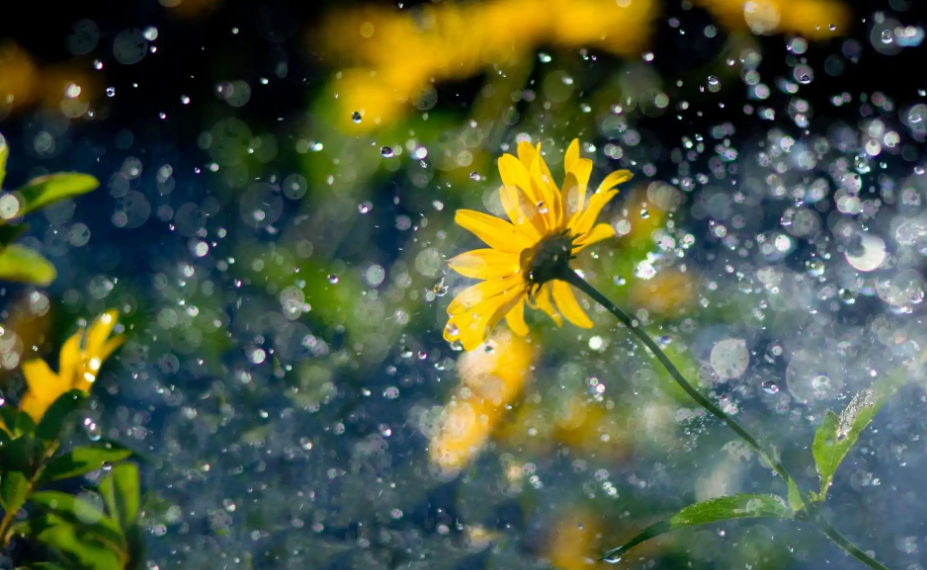 那些夏天下大雨的诗词句（描写夏天大雨的诗句）