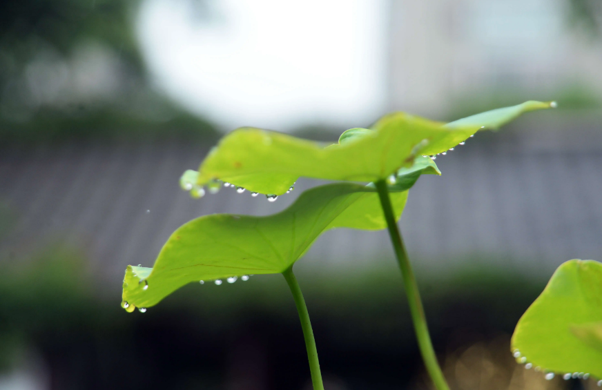 那些夏天下大雨的诗词句（描写夏天大雨的诗句）