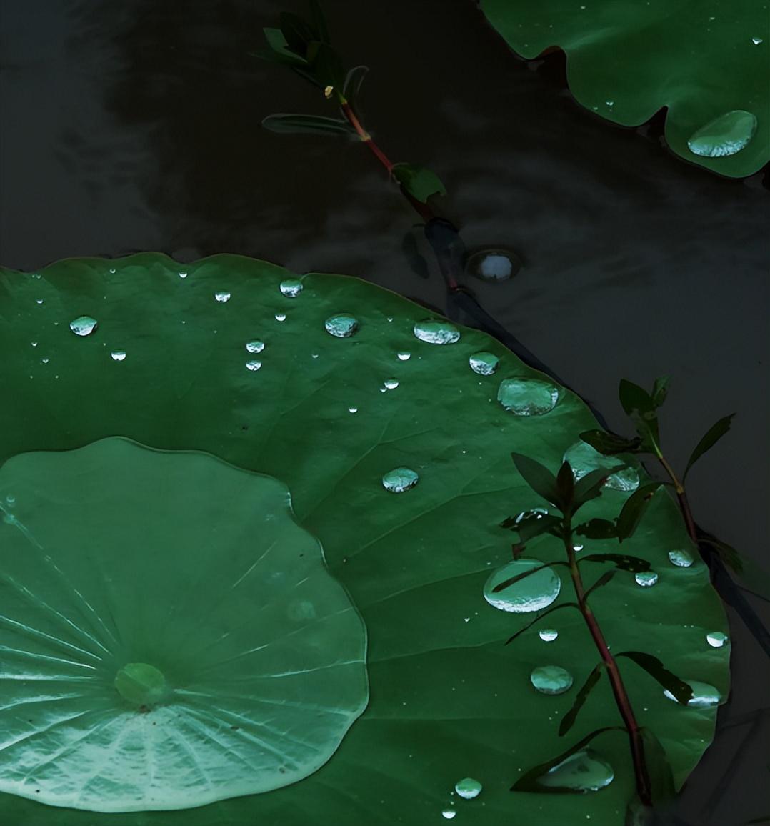 那些夏天下大雨的诗词句（描写夏天大雨的诗句）