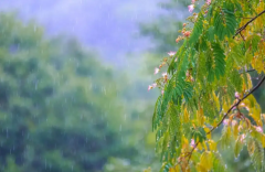 那些描写夏天雨的诗词句有哪些（关于夏天雨的诗词）