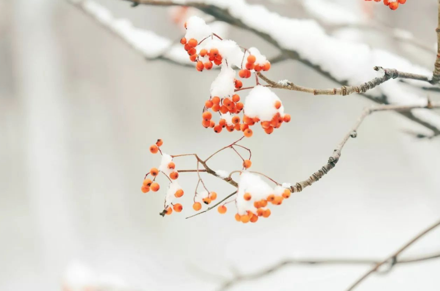 关于小雪节气的古诗词（精选10首小雪节气有关的诗句）