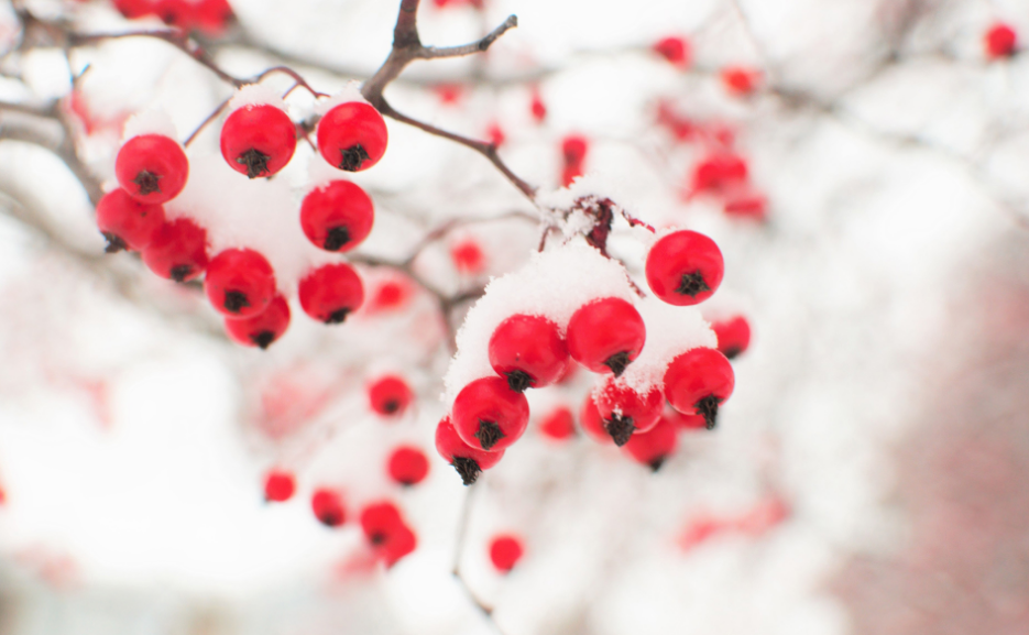 关于小雪节气的古诗词（精选10首小雪节气有关的诗句）