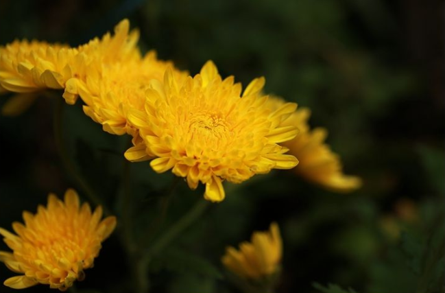 关于菊花的古诗（赞美菊花的优美诗句）