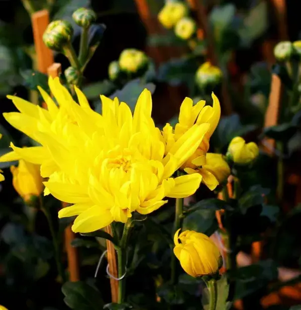 关于菊花的古诗（赞美菊花的优美诗句）