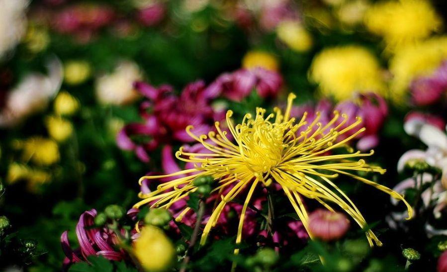 关于菊花的古诗（赞美菊花的优美诗句）