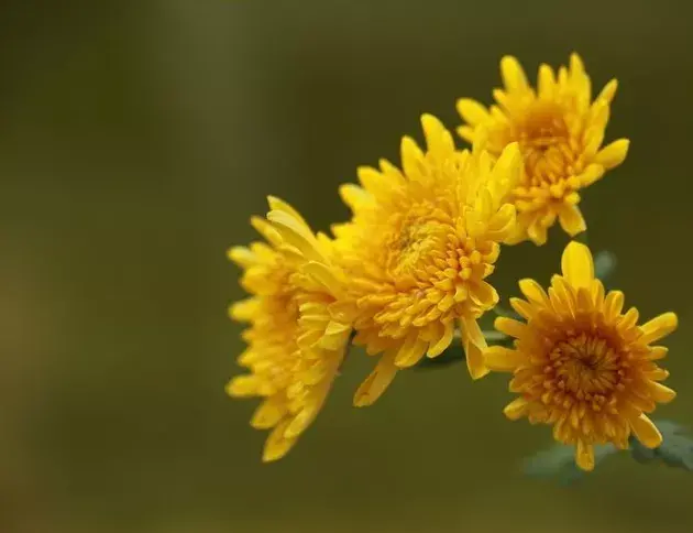 关于菊花的古诗（赞美菊花的优美诗句）