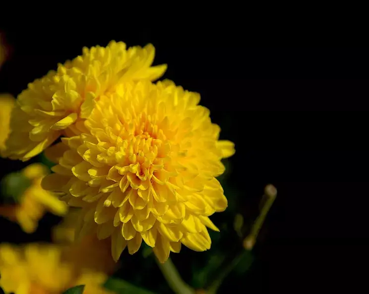 关于菊花的古诗（赞美菊花的优美诗句）