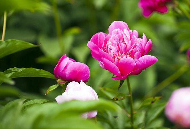 芍药相关诗句有哪些（芍药经典诗词）